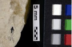 Foto (Detailansicht) von Pithonoton marginatum (von Meyer, 1842) (NHMW-GEO-1990-0041-0019)